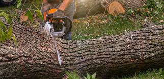 Best Tree Maintenance Programs  in USA